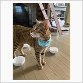 洗濯物は可能ならお日様にあて ...
