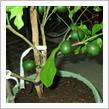 植え替えしてみた