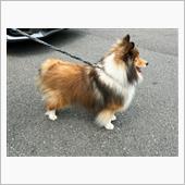 ニコニコせんべいさんとりくく ...