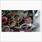 庭先は、植木鉢の墓場