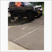 &#39;22 野良猫日記 其の百五 ...