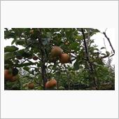 梨モグ･････