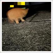 飼い猫茶坊の進撃