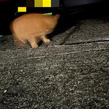 飼い猫茶坊の進撃