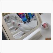 合わせ鏡？w