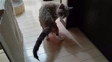 酷いことをされた(-_-メ)     #猫 #ゆき #スノーシュー #お風呂 #入浴 #フワフワ