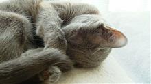 2022年8月の猫神様の日    #猫 #猫神様 #猫神様の日 #偲ぶ #体重測定