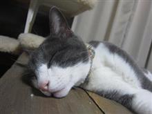 ネコ画だけ