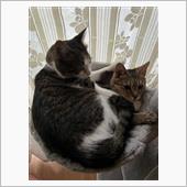毛皮を着替えてきた？猫の話