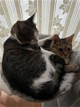 毛皮を着替えてきた?猫の話 毛皮を着替えてきた?猫の話