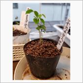 ジャポチカバの苗木🌱