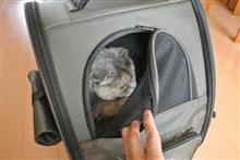 〔ねこ＋ﾏﾘｯｸ〕通院(ねこ37回目)