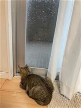 番猫