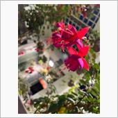 福岡市動植物園（夜の動植物園 ...