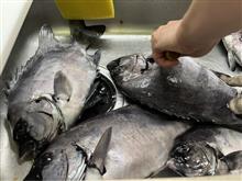 220903  石鯛釣りリベンジ
