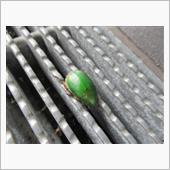 ♪コガネムシは金持ちだ～