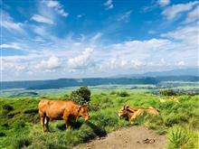 グロムちゃんと行く‼️日帰り☆山の日⛰大好き夏の阿蘇😍④