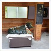 牛に引かれてはいないけど・・ ...