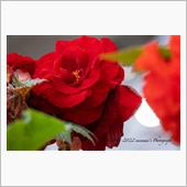 Begonia in Sep ...