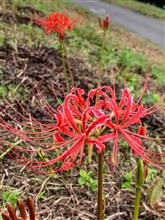 季節は秋へ！ 荒川サイクリングロードの彼岸花