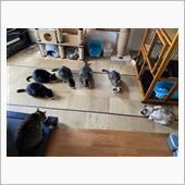 猫だらけ　(;&#180;Д｀)