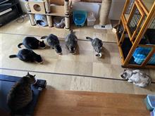 猫だらけ　(;&#180;Д｀)