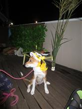 十五夜なので！