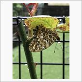 バラの葉に蝶