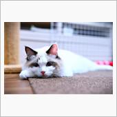 うちのネコ様は「ニャー」とは ...