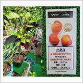 さくらんぼのさおりが仲間入り ...