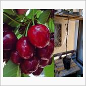 アメリカンチェリーの苗木🍒