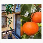 小原早生みかんの苗木🍊