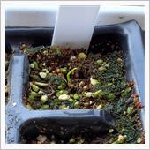ピンクグァバの種が発芽🌱