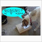 これもある意味SST？　（σ ...
