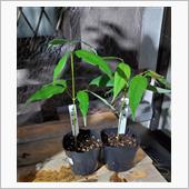 ライチの苗木🌱