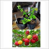 ピタンガの苗木🌱