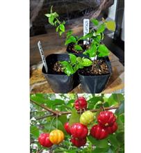 ピタンガの苗木🌱