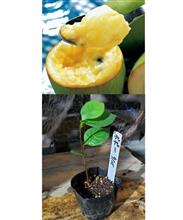ポポーの苗木🌱