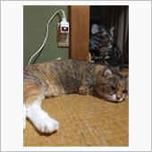 ナナちゃん