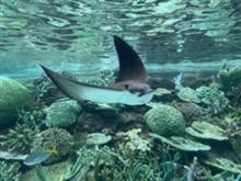 名古屋港水族館