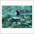 名古屋港水族館