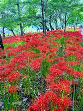 埼玉・日高 ~日本最大級の曼殊沙華の群生地~ 埼玉・日高 ~日本最大級の曼殊沙華の群生地~