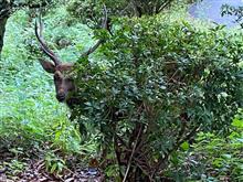 今日の鹿さん🦌