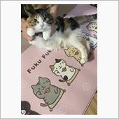 ねこちゃんグッズ、集めちゃい ...