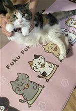 ねこちゃんグッズ、集めちゃいます。😄