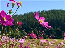 秋桜と遠軽