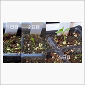 発芽したピンクグァバ🌱
