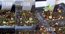 発芽したピンクグァバ🌱