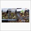 発芽したピンクグァバ🌱