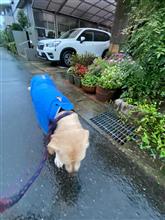 大雨の前に散歩